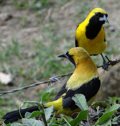 Yellow-backed oriole